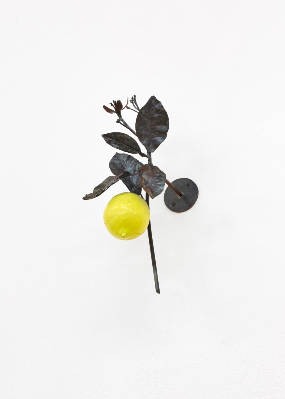 Rob Branigan, Citrus Limon (After J.T. Descourtilz), 2019