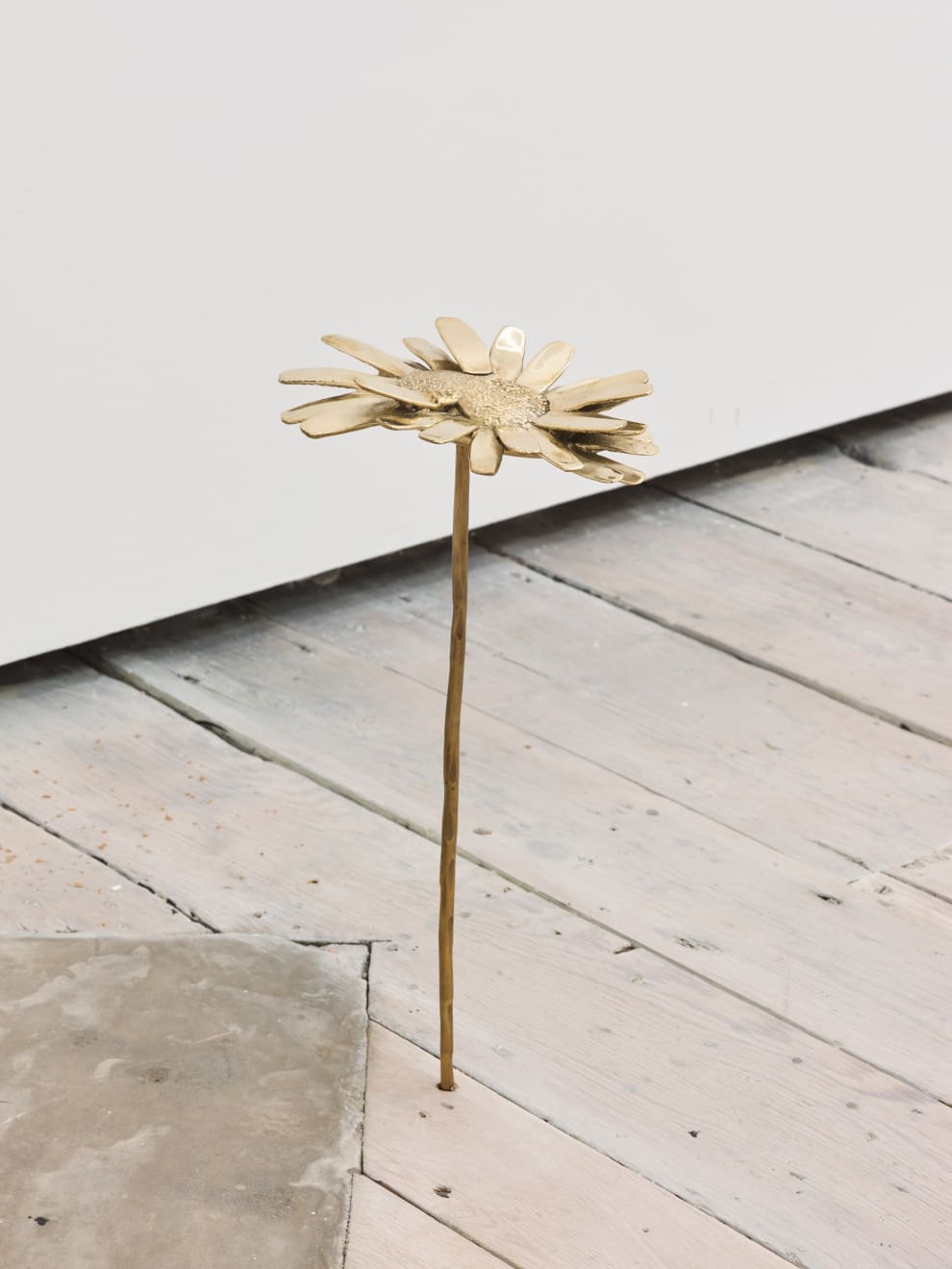 Nona Inescu, Common Daisy (Bellis perennis) IV, 2024