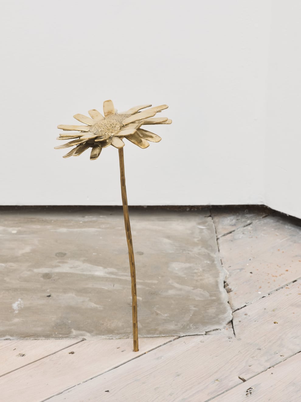 Nona Inescu, Common Daisy (Bellis perennis) IV, 2024