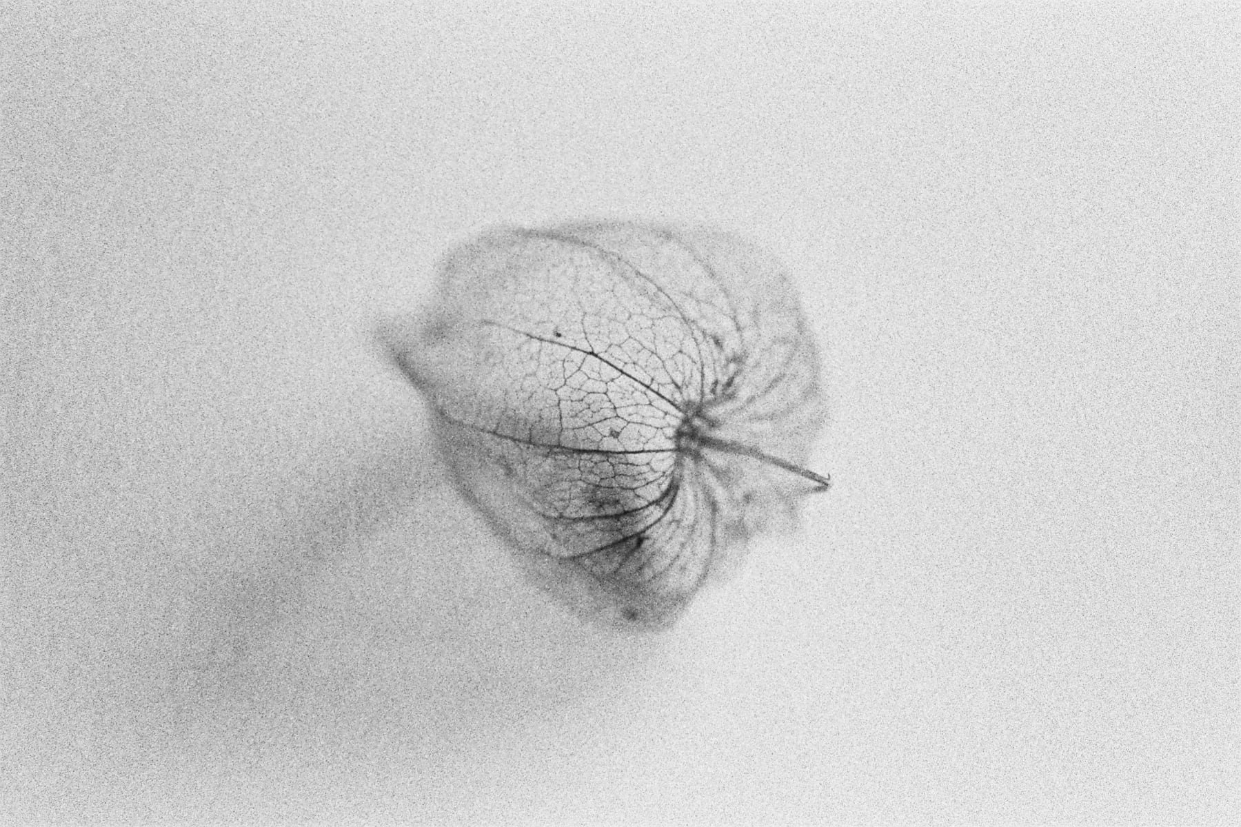 Yo-Yo Gonthier, Structure Fleur, 2014