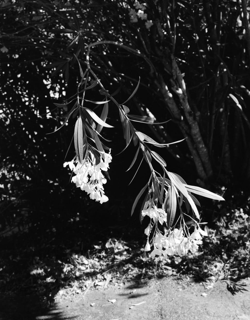 Daniel Rampulla, Oleander, 2018