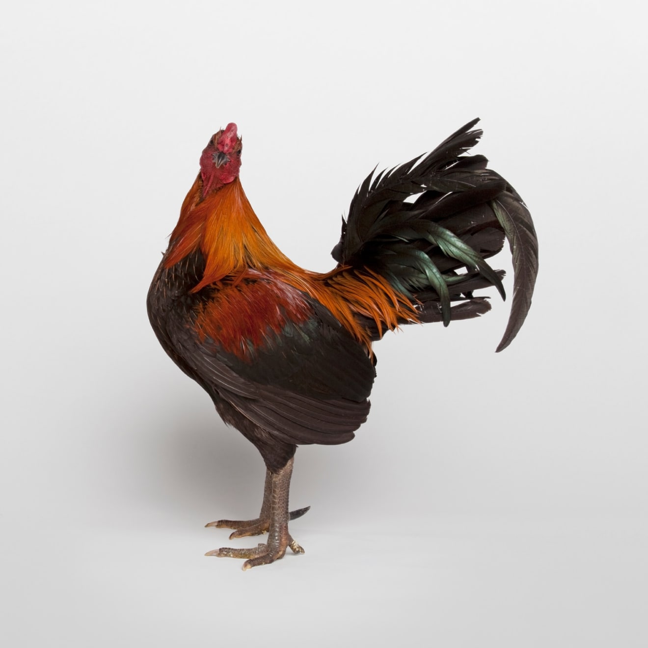 Dmitri Galitzine, Best Large Hard Feather , 2013