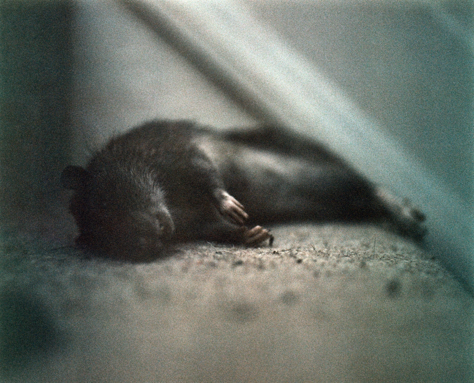 Tom Beard, What The Cat Dragged In 1, 2009