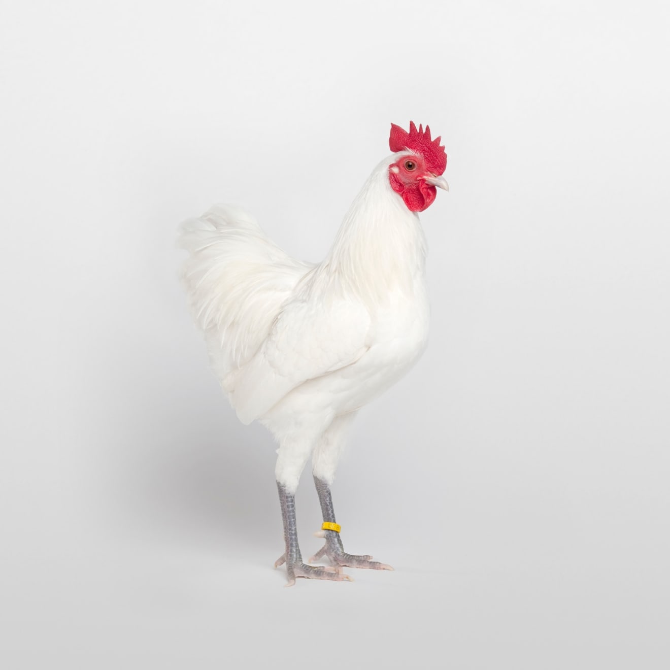 Dmitri Galitzine, Best Miniature Soft Feather, 2013