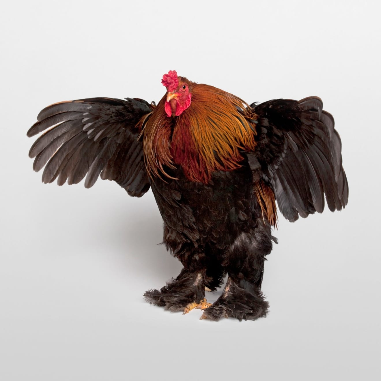 Dmitri Galitzine, Best in Show, 2012