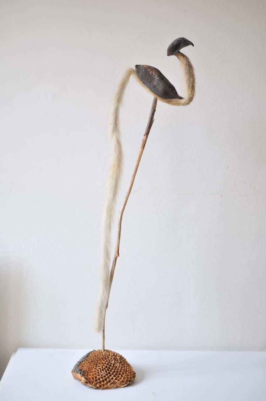 DANIEL SALORIO, WASSU