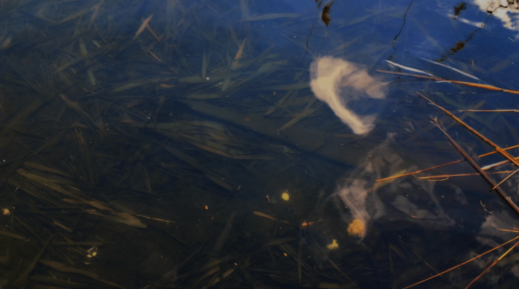 peter campus, flections, 2023