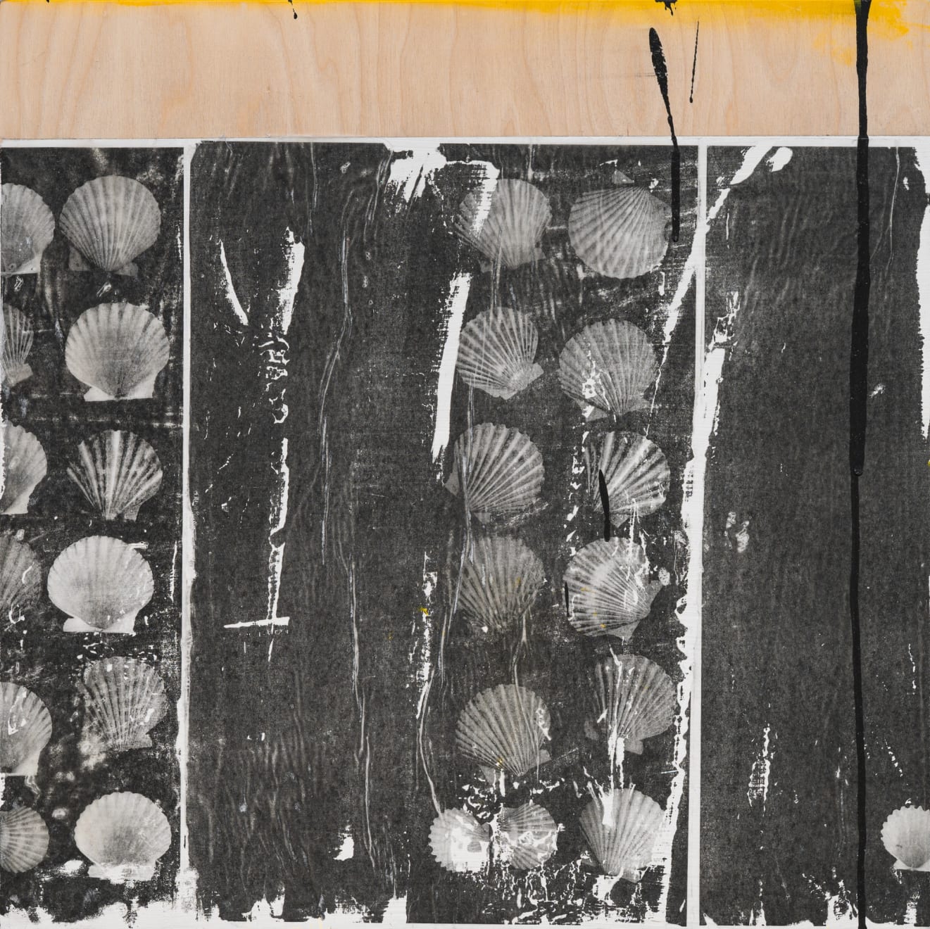 Sara Siestreem (Hanis Coos), sugar kelp, 2025