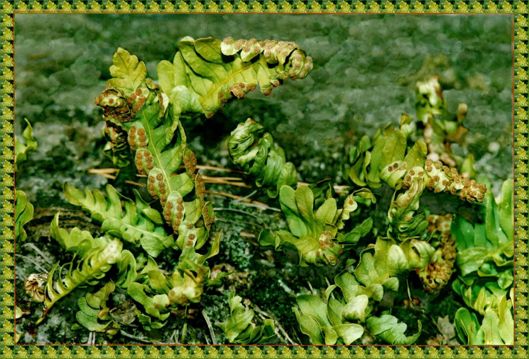 peter campus, wild leaves, 1995