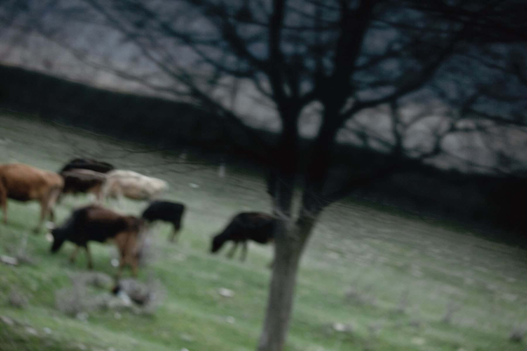 Simon Lee, Cows, 2009