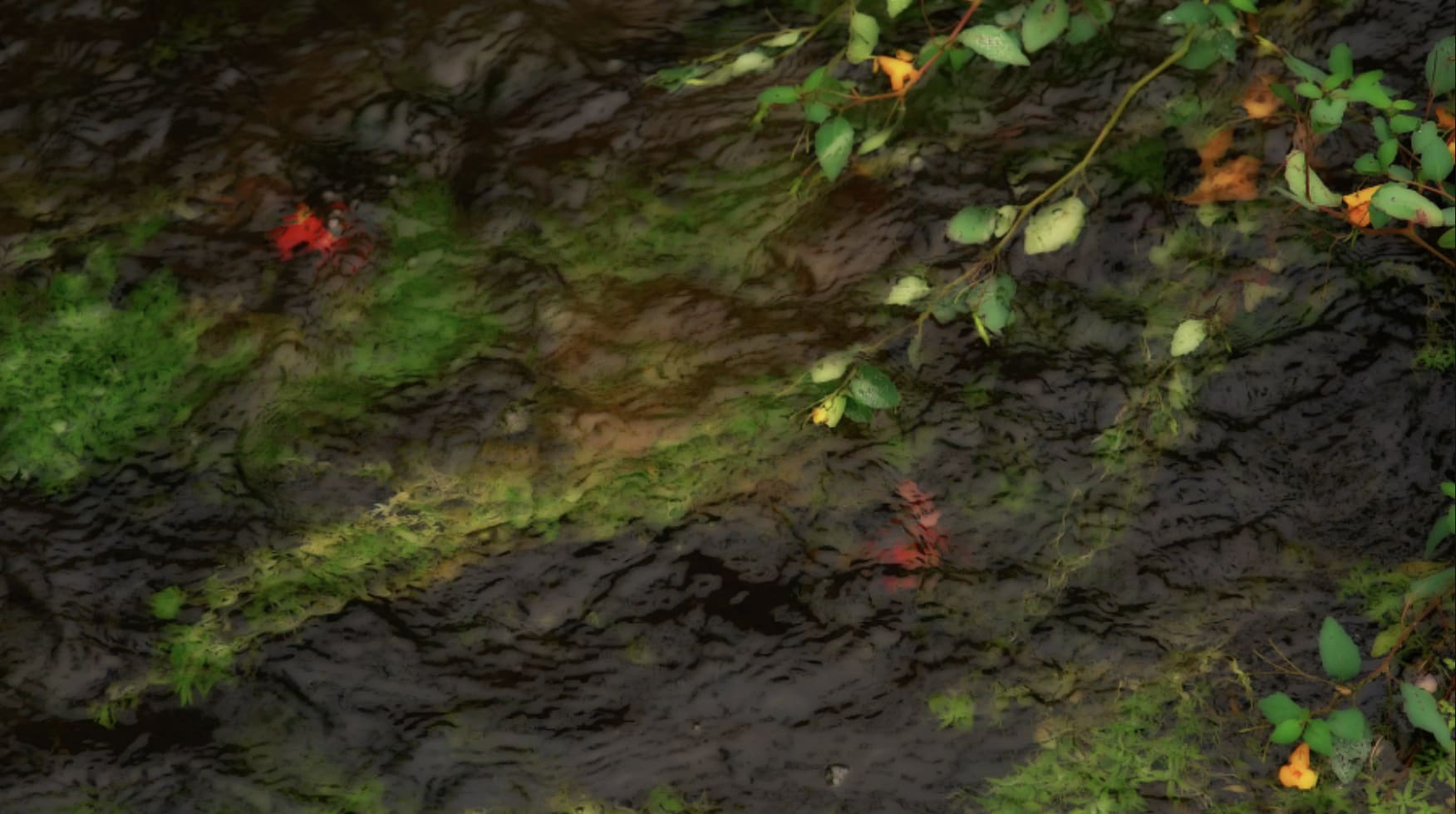 peter campus, head of the creek, 2024