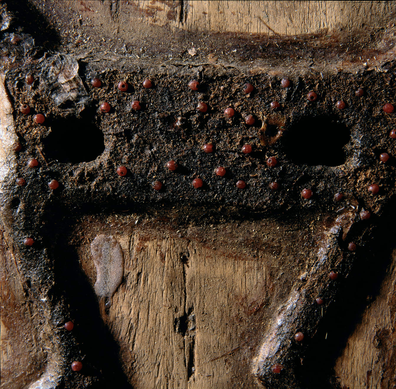 Andres Barragan, Materia Iniciatica Loniaken, 2009