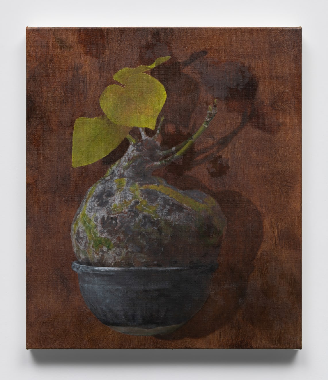 Daeyou Kim, Nurturing the nature: from Mexico, 2025