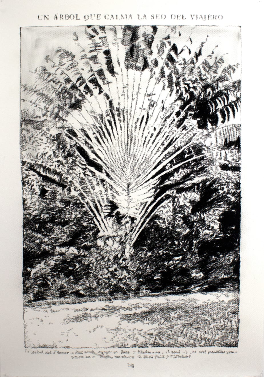 André Strahinja, Un árbol que calma la sed del viajero, 2018