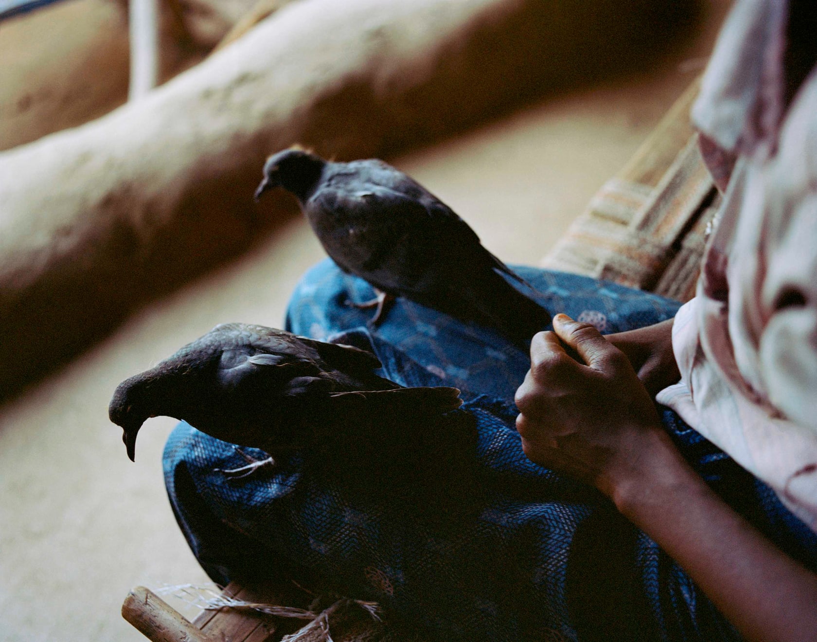 Sohrab Hura, The Song of Sparrows in a Hundred Days of Summer, 2013-2017