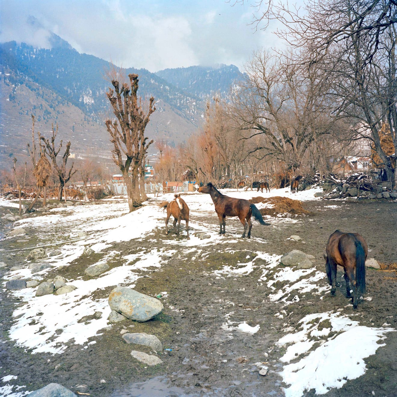 Sohrab Hura, Snow, 2015-2019