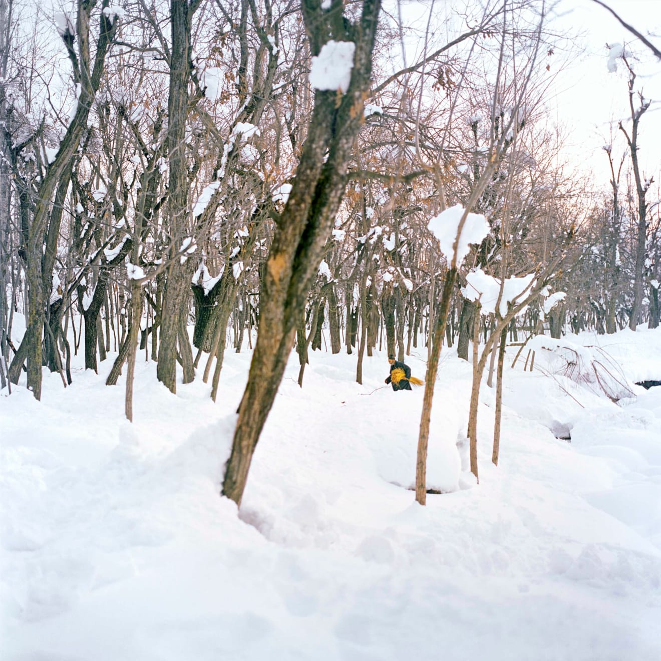 Sohrab Hura, Snow, 2015-2019