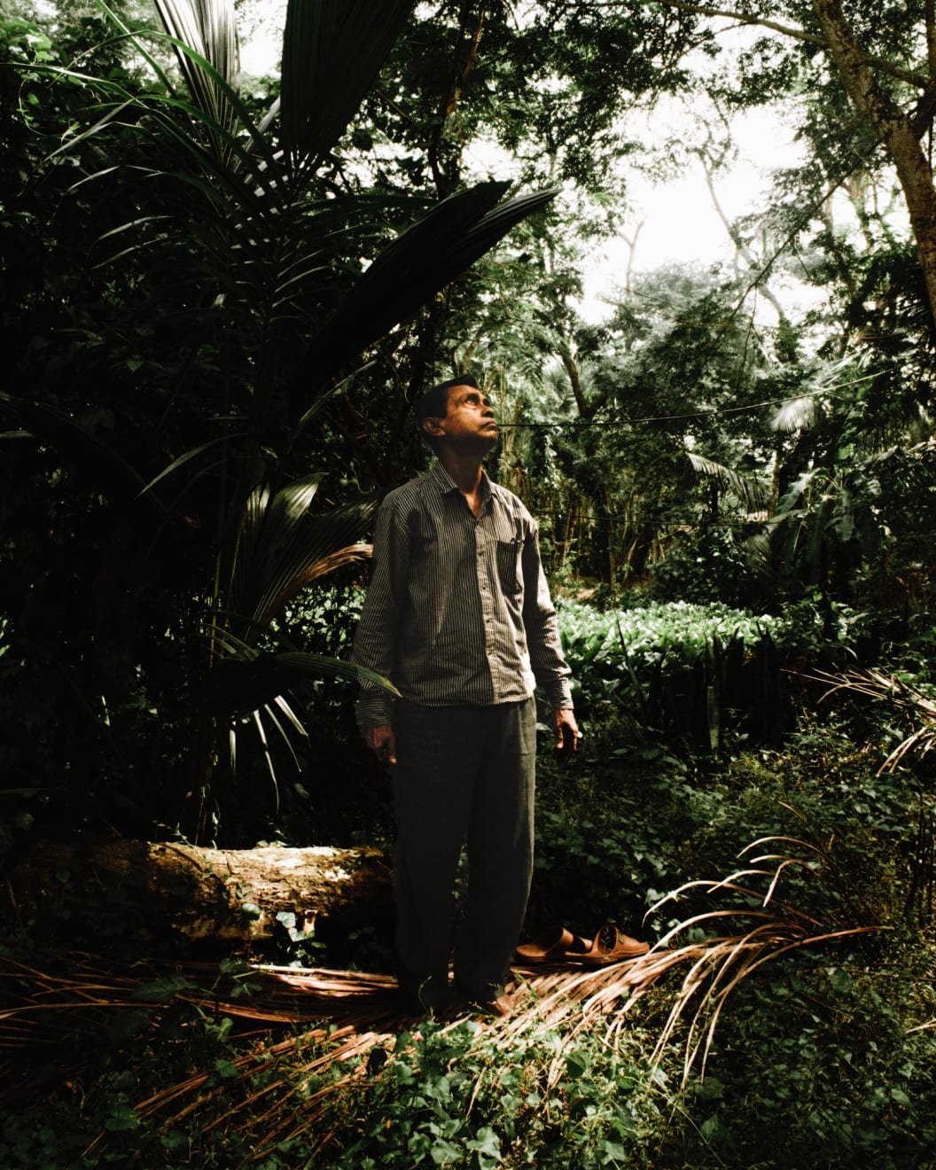 Soumya Sankar Bose, Where the Birds Never Sing, 2017-2020