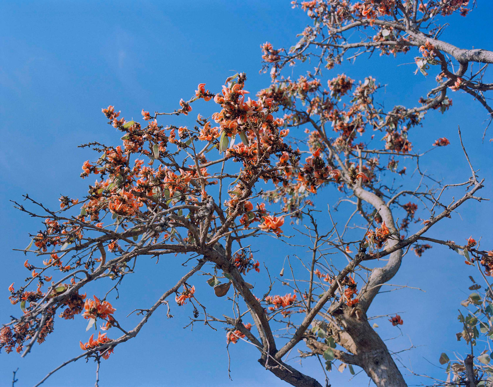 Sohrab Hura, The Song of Sparrows in a Hundred Days of Summer, 2013-2017