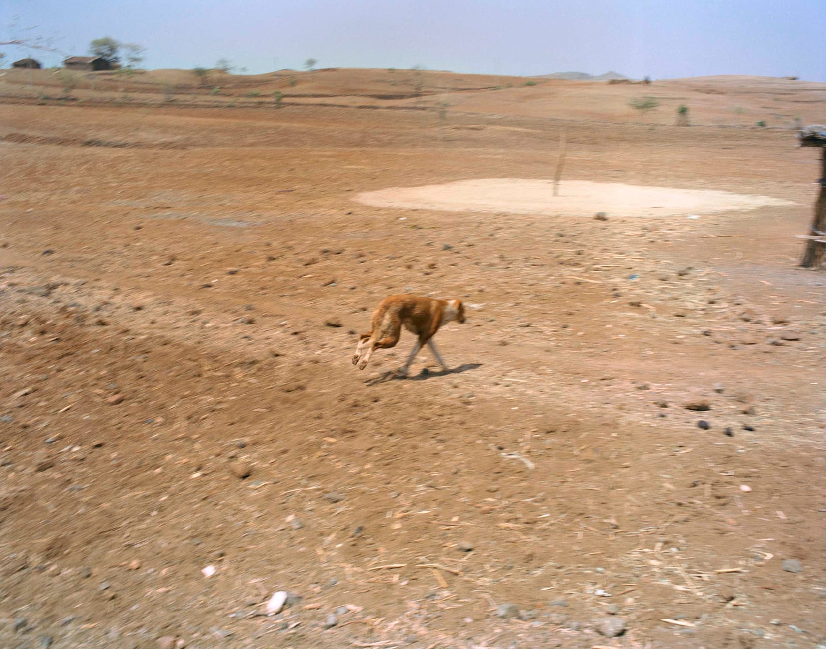 Sohrab Hura, The Song of Sparrows in a Hundred Days of Summer, 2013-2017