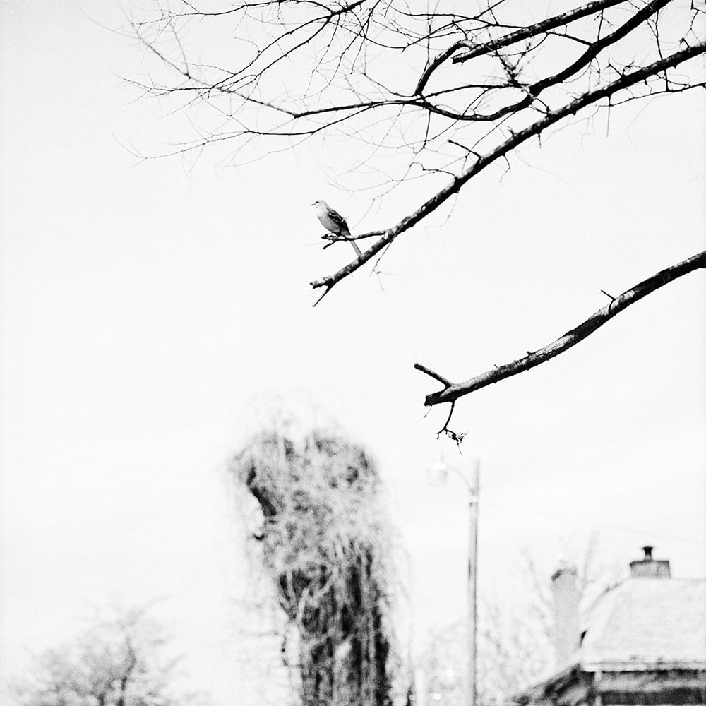 Sohrab Hura, The Levee, 2016