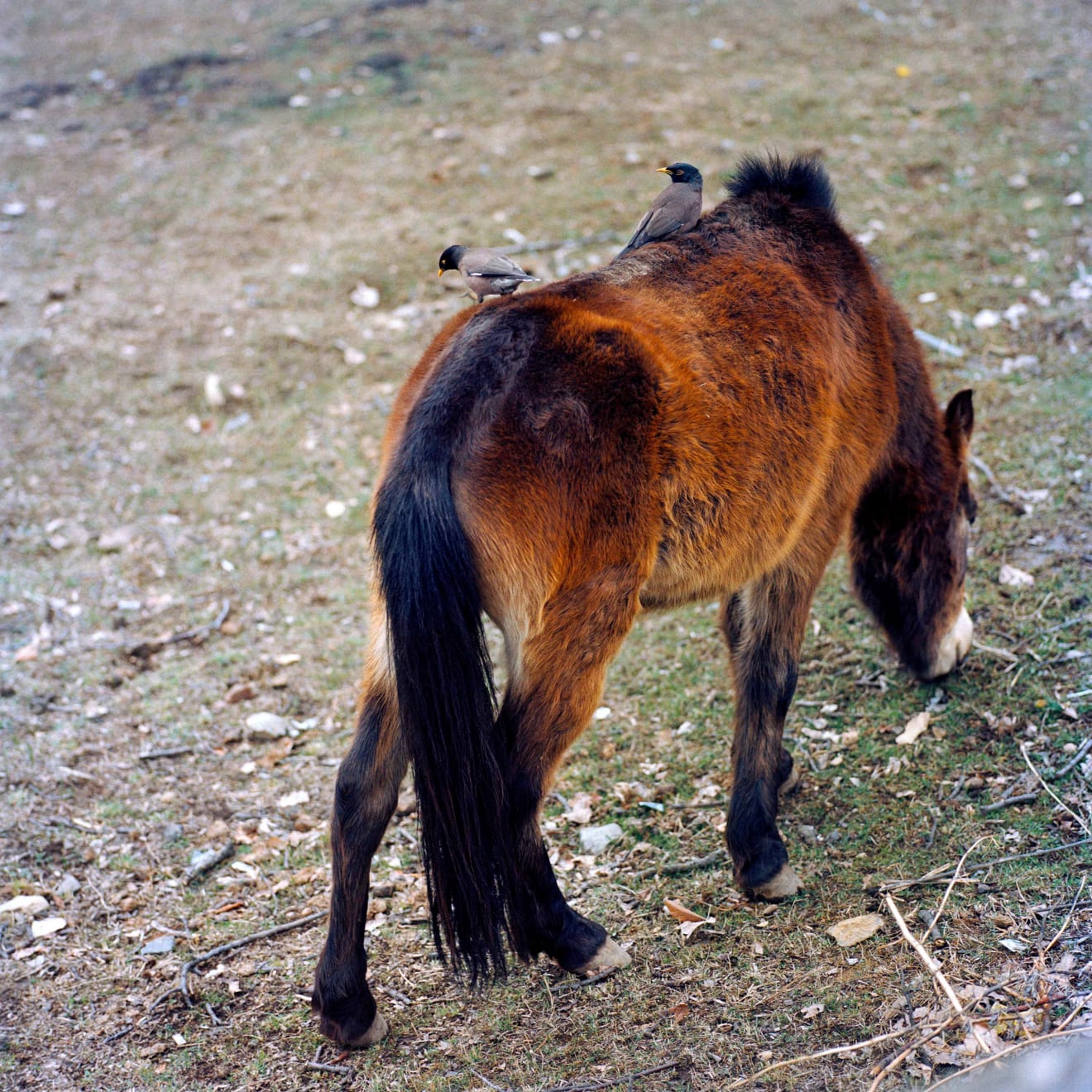 Sohrab Hura, Snow, 2015-2019