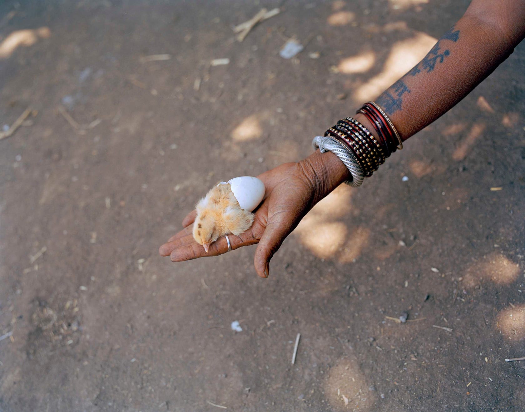 Sohrab Hura, The Song of Sparrows in a Hundred Days of Summer, 2013-2017