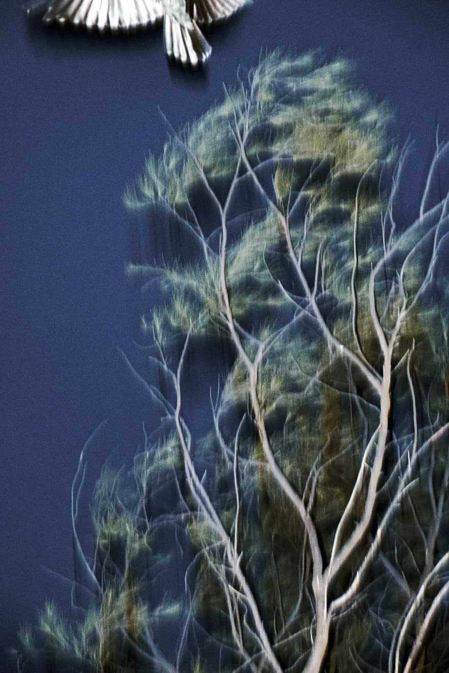 Sohrab Hura, The Coast, 2013-2019