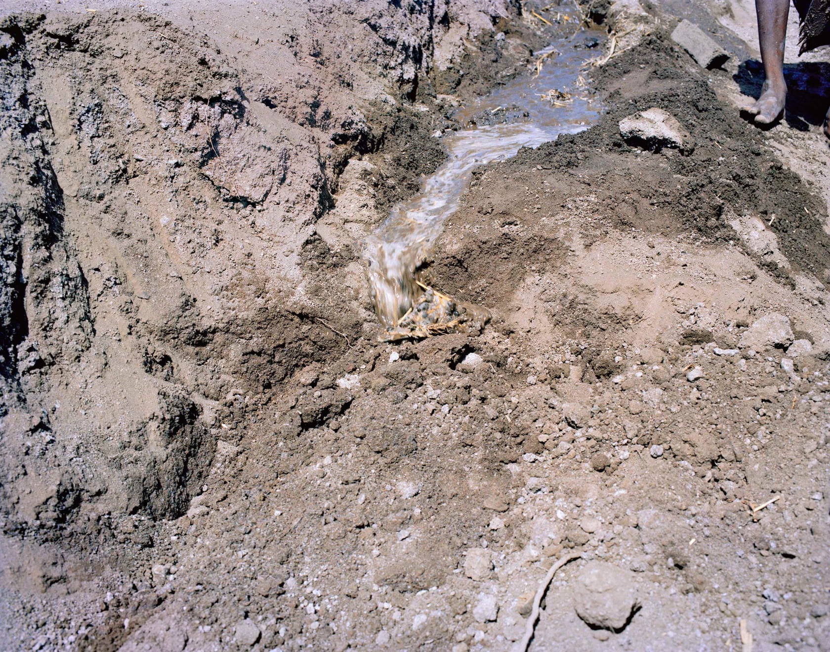 Sohrab Hura, The Song of Sparrows in a Hundred Days of Summer, 2013-2017