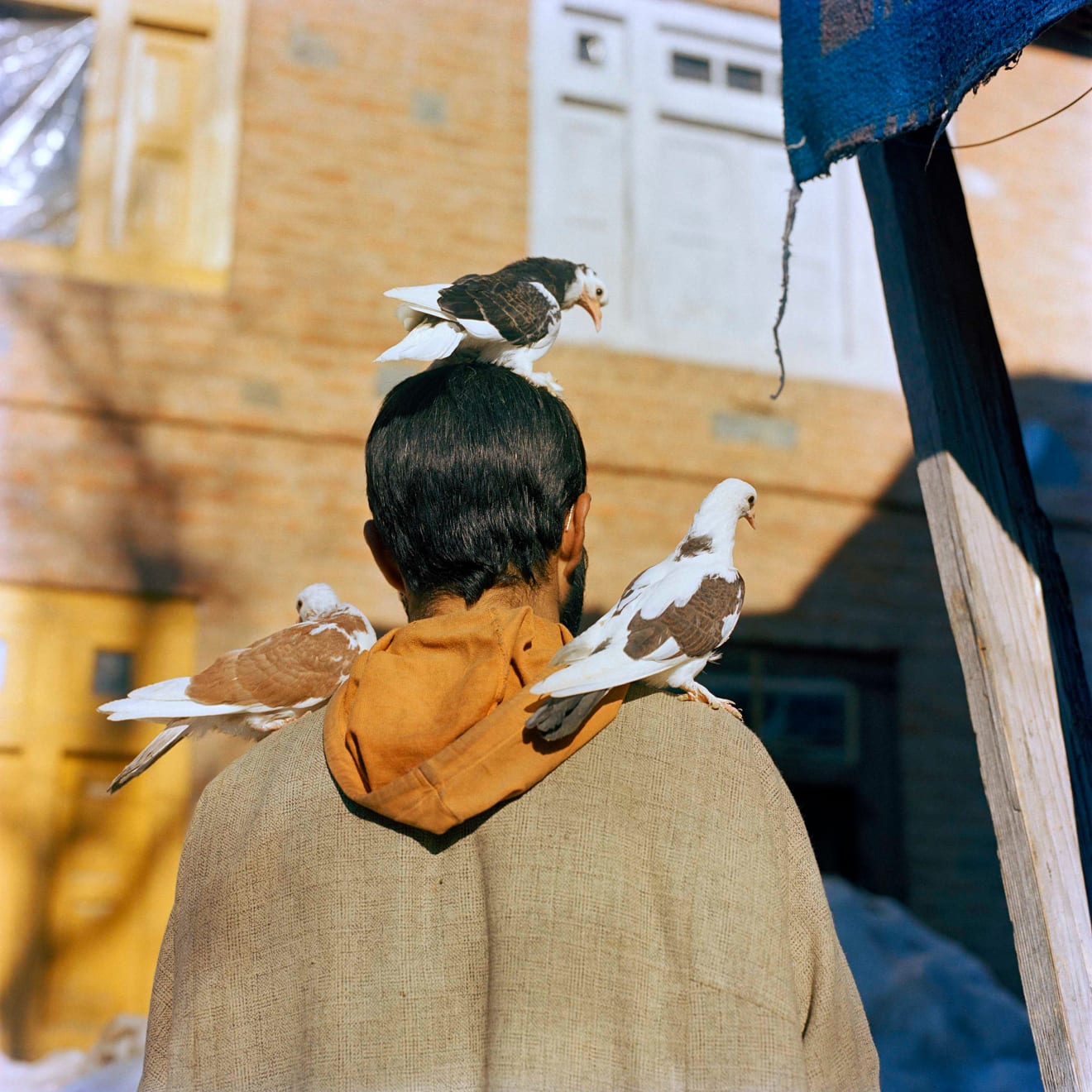 Sohrab Hura, Snow, 2015-2019