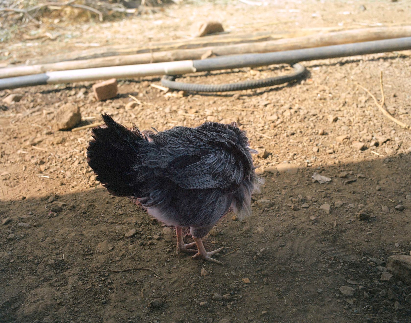 Sohrab Hura, The Song of Sparrows in a Hundred Days of Summer, 2013-2017