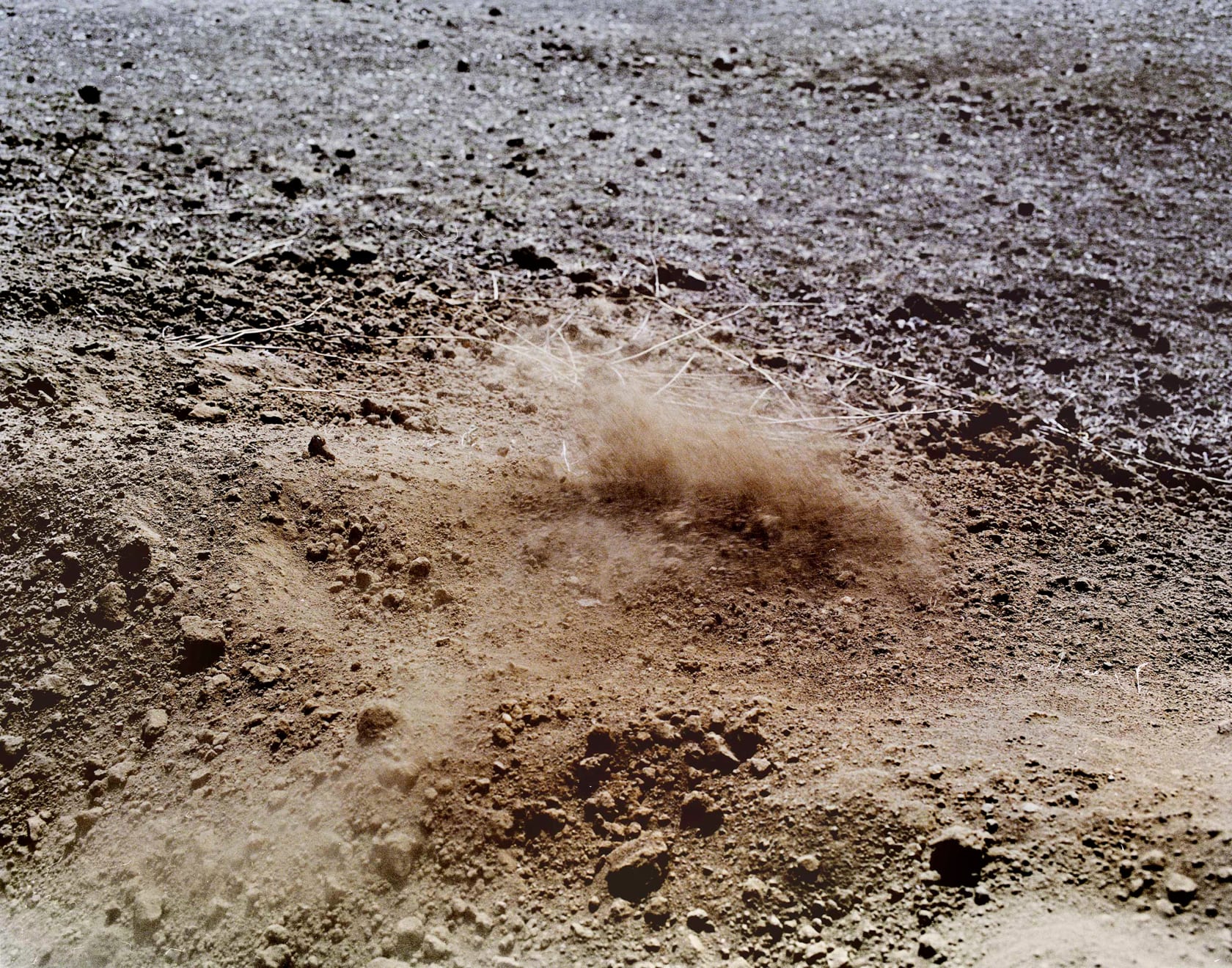 Sohrab Hura, The Song of Sparrows in a Hundred Days of Summer, 2013-2017