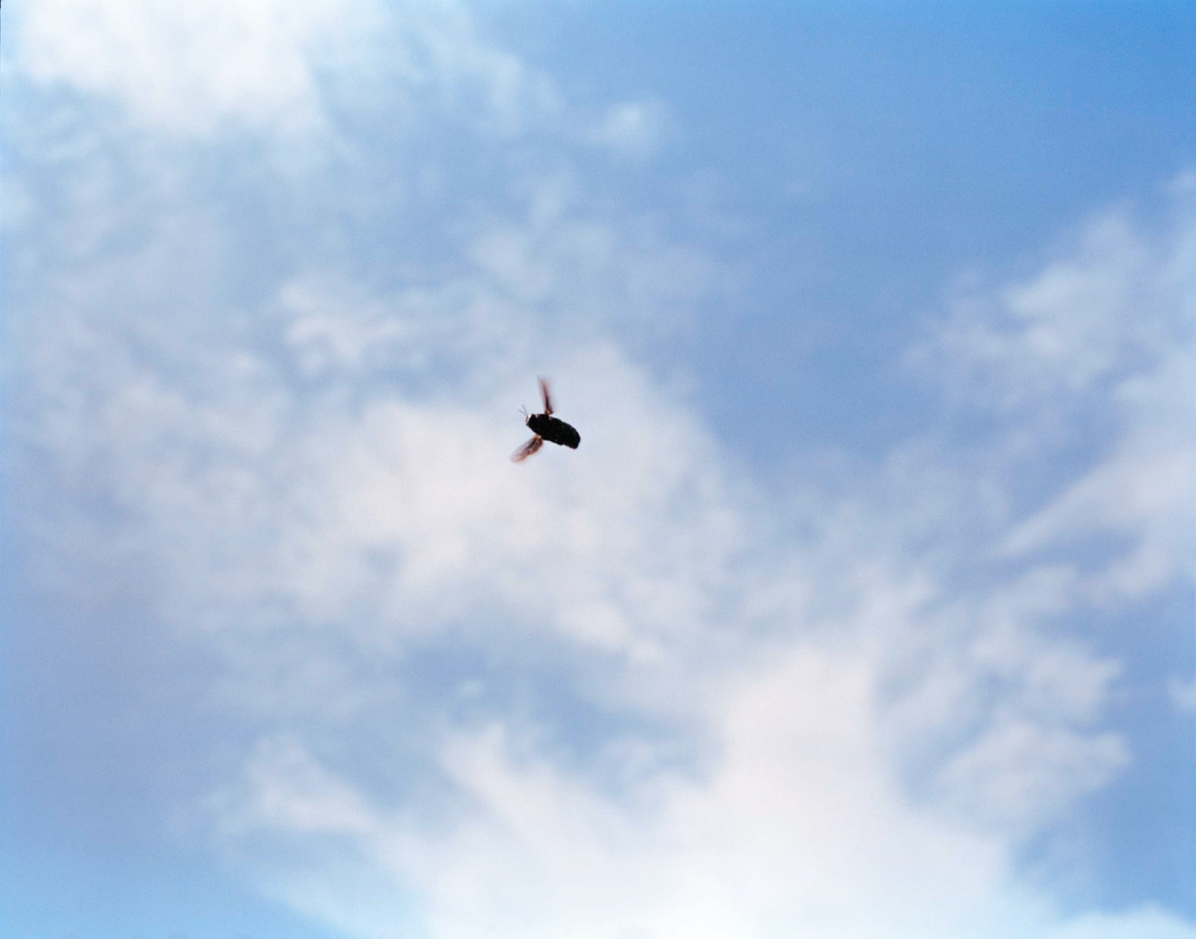 Sohrab Hura, The Song of Sparrows in a Hundred Days of Summer, 2013-2017