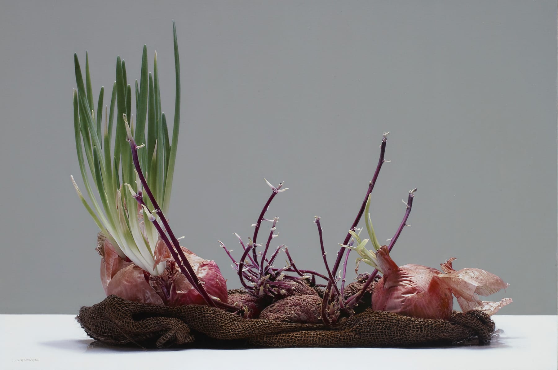 Luciano Ventrone, Germogli, 2010-2019