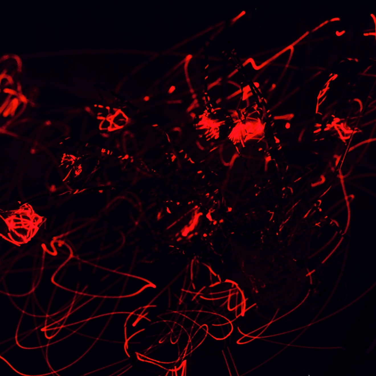 Philip Groening, Flowers IV - Laser Drawing Upon Reality, 2020-2021