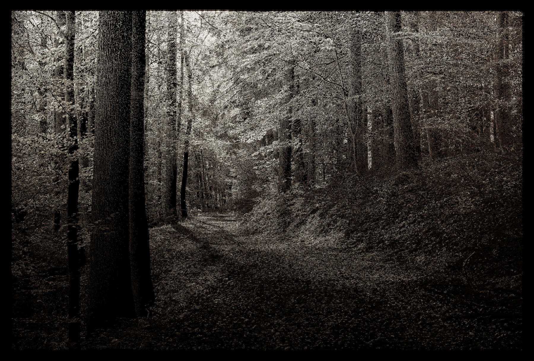 Emptiness - Forest Path 04