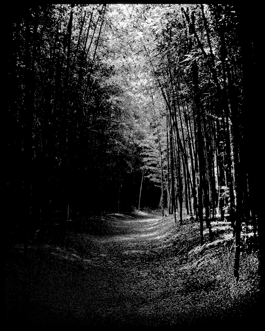 Choi Soowhan, Emptiness - Bamboo Grove 01, 2018