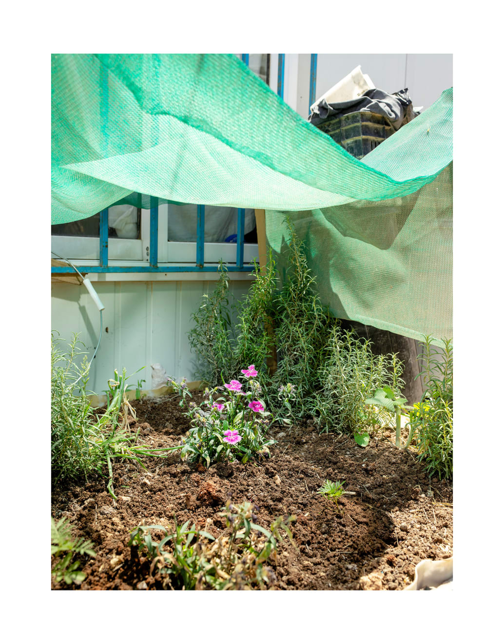 Henk Wildschut, Wild Carnation (Dianthus caryophyllus), Zaatari Camp, Jordan — April 2018, 2018