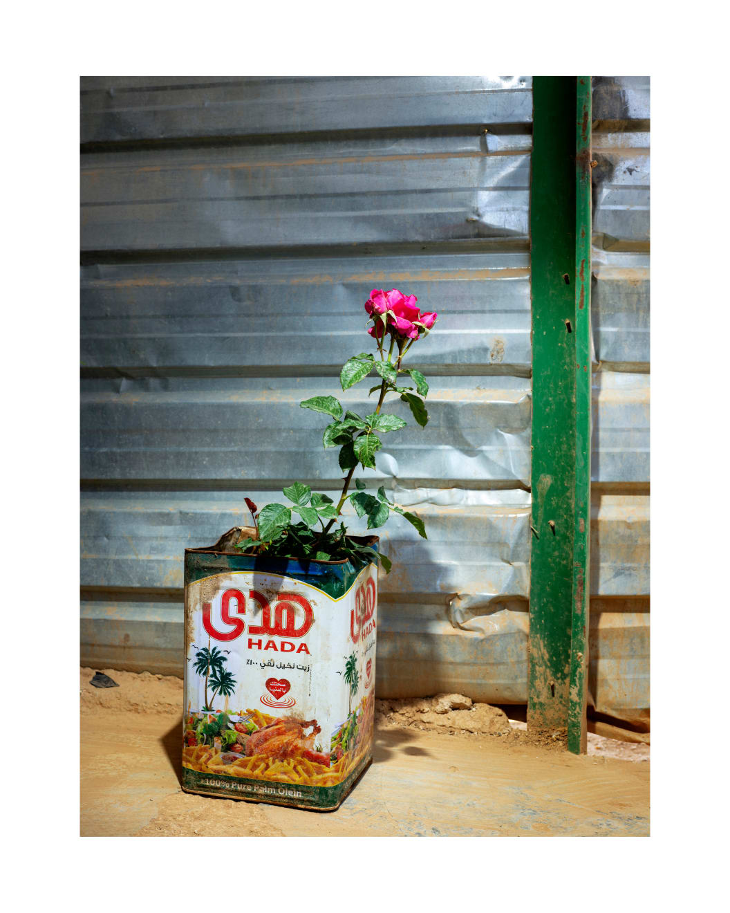 Henk Wildschut, Rose, Zaatari, Jordan, 2018