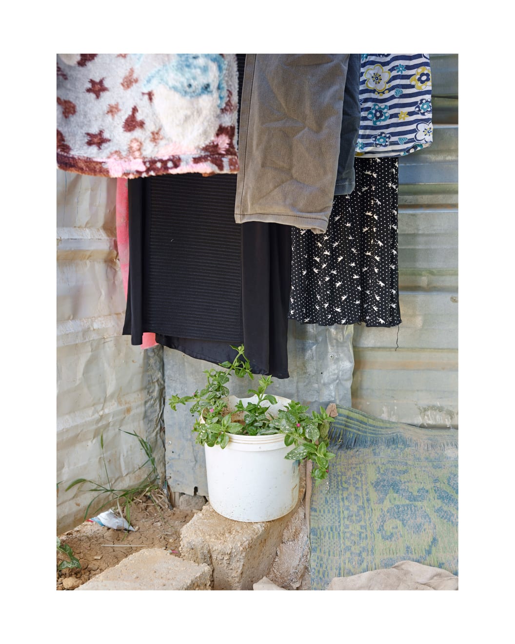 Henk Wildschut, Heartleaf Ice Plant (Aptenia cordifolia), Zaatari, Jordan — April 2018, 2018