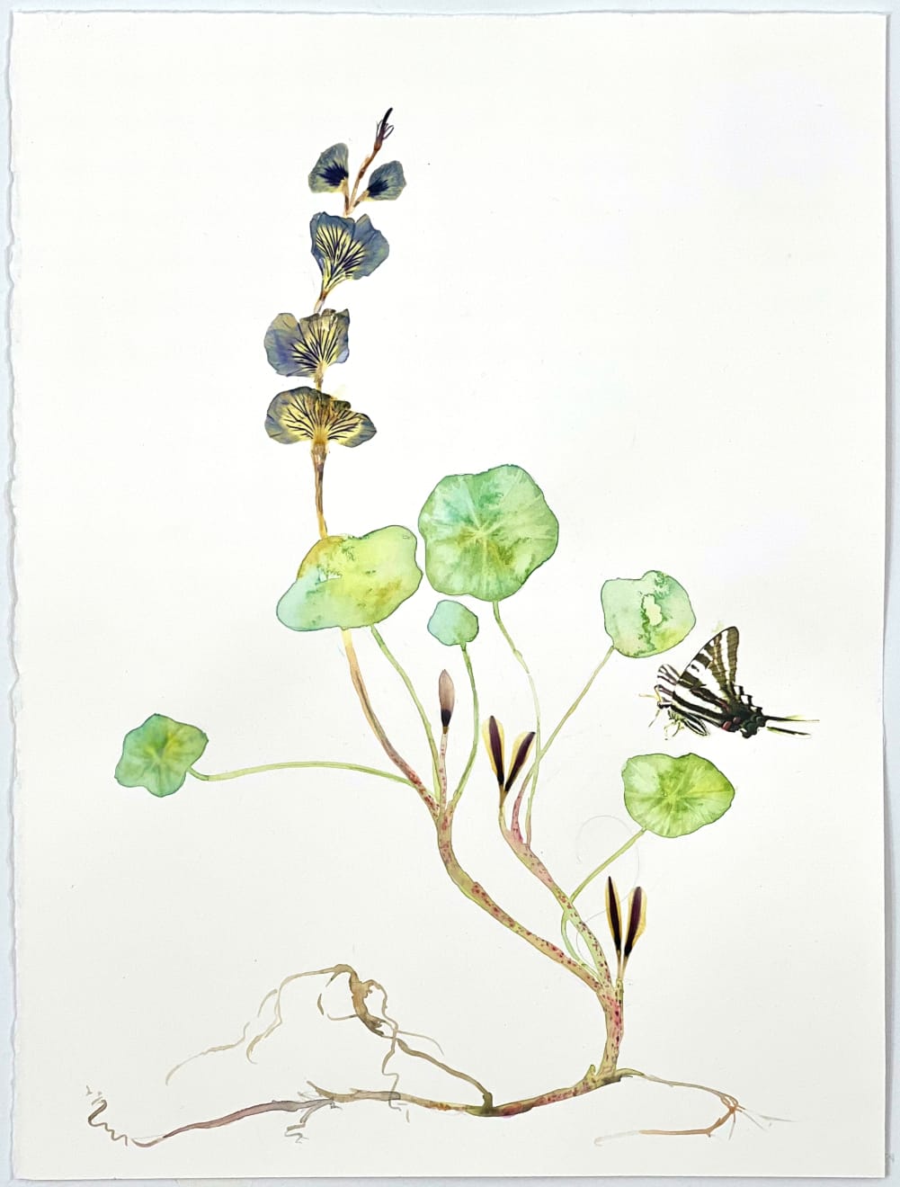 Marilla Palmer, Zebra Likes Gazania, 2022