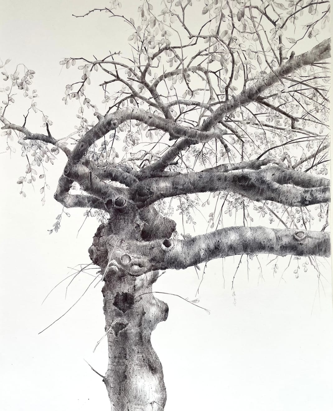 Dina Brodsky, The Overstory XIX, 2023