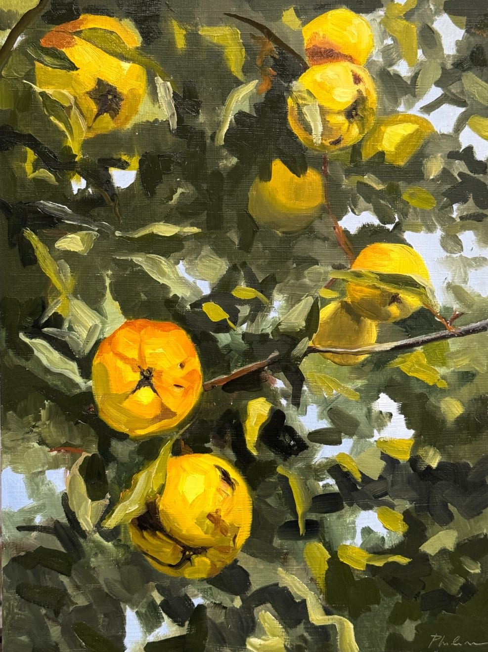 Philine van der Vegte, Quince tree, 2024