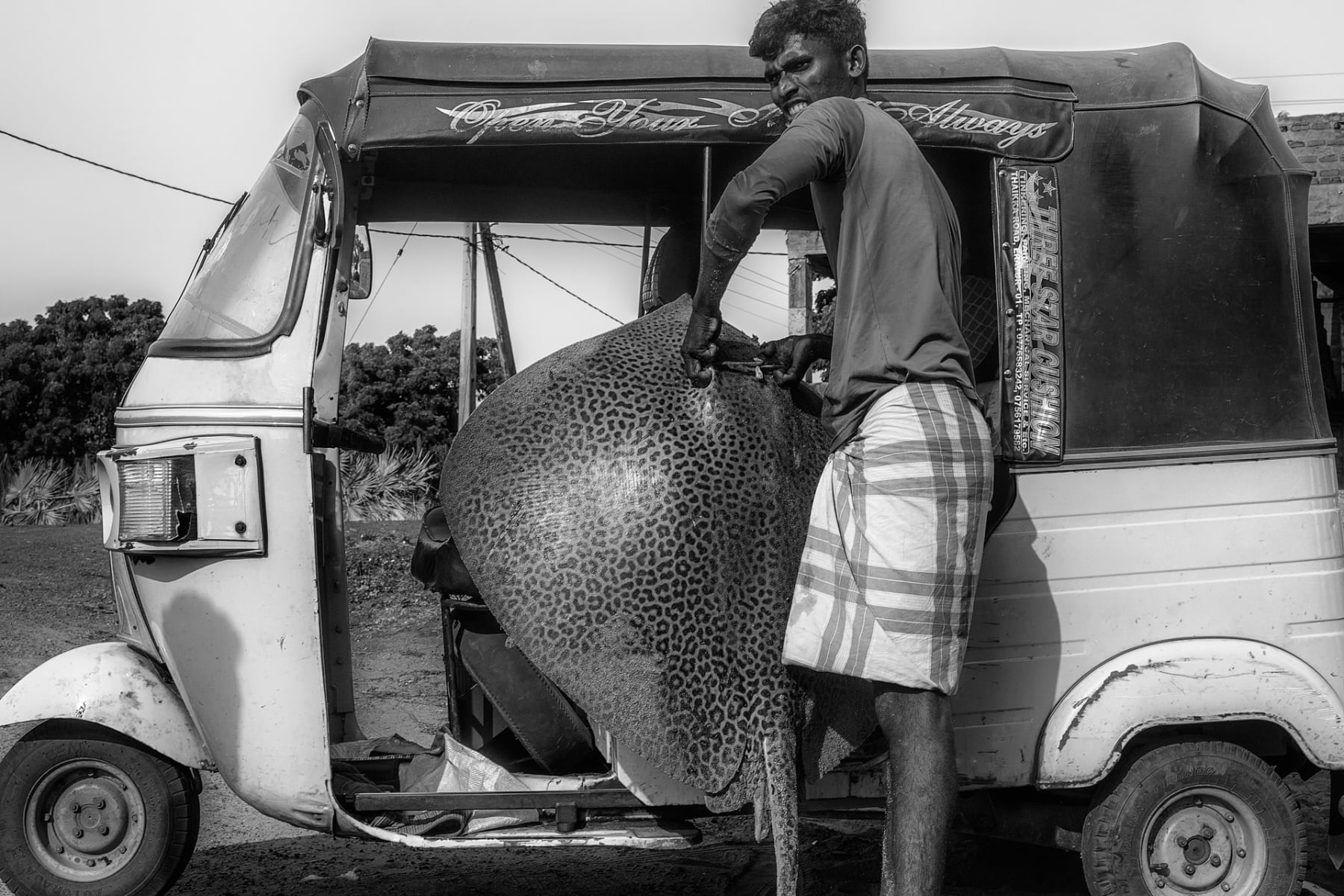 Tavish Gunasena, Leopard Stingray , 2021