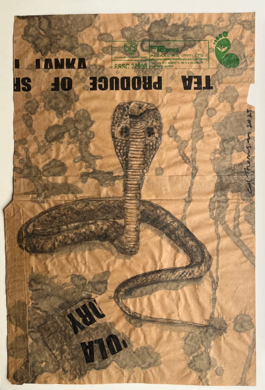 Edwina Thomson, Cobra (Colombo), 2025