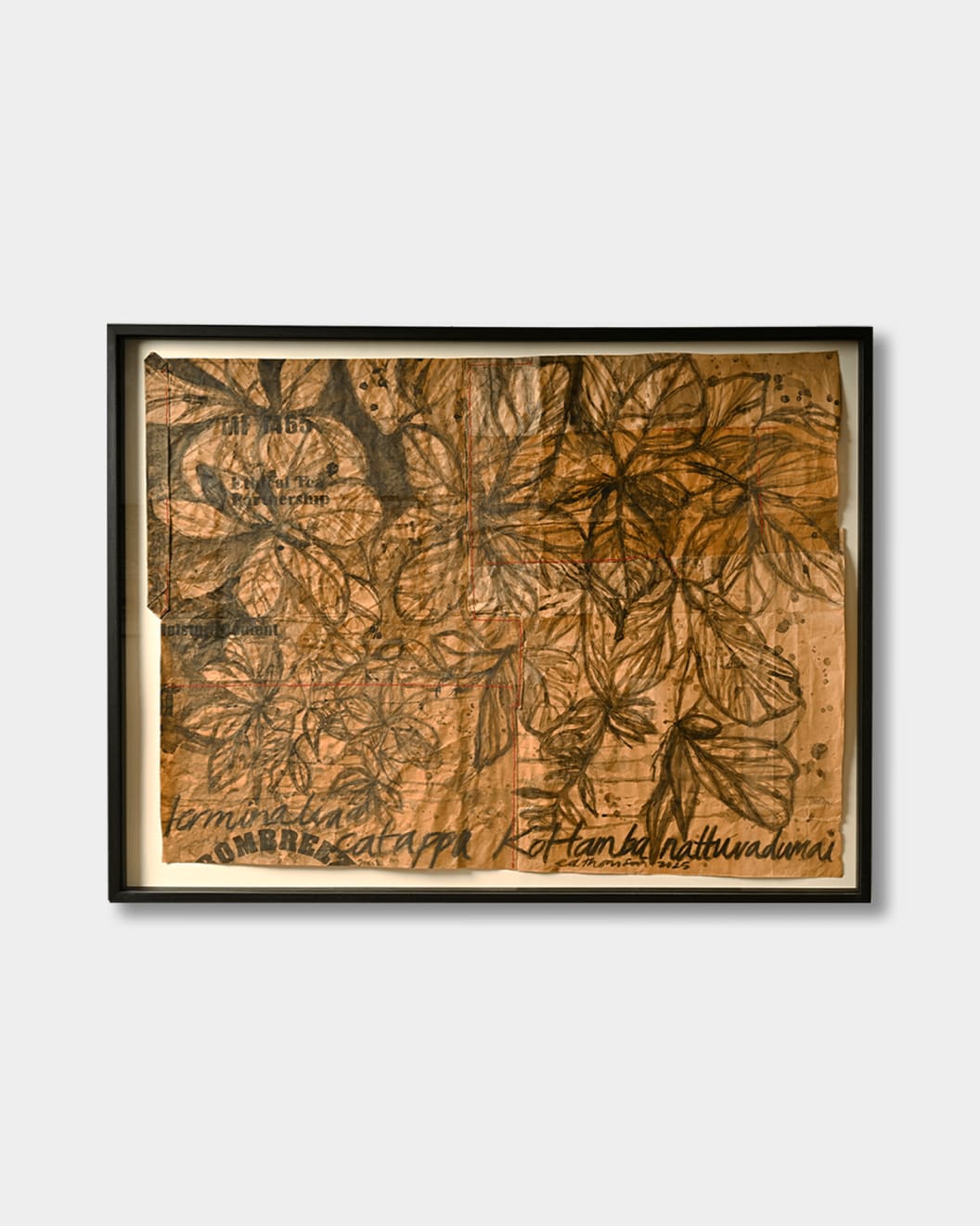 Edwina Thomson, Sea Almond Tree, Kottamba, Nattuvadumai (Colombo) , 2025