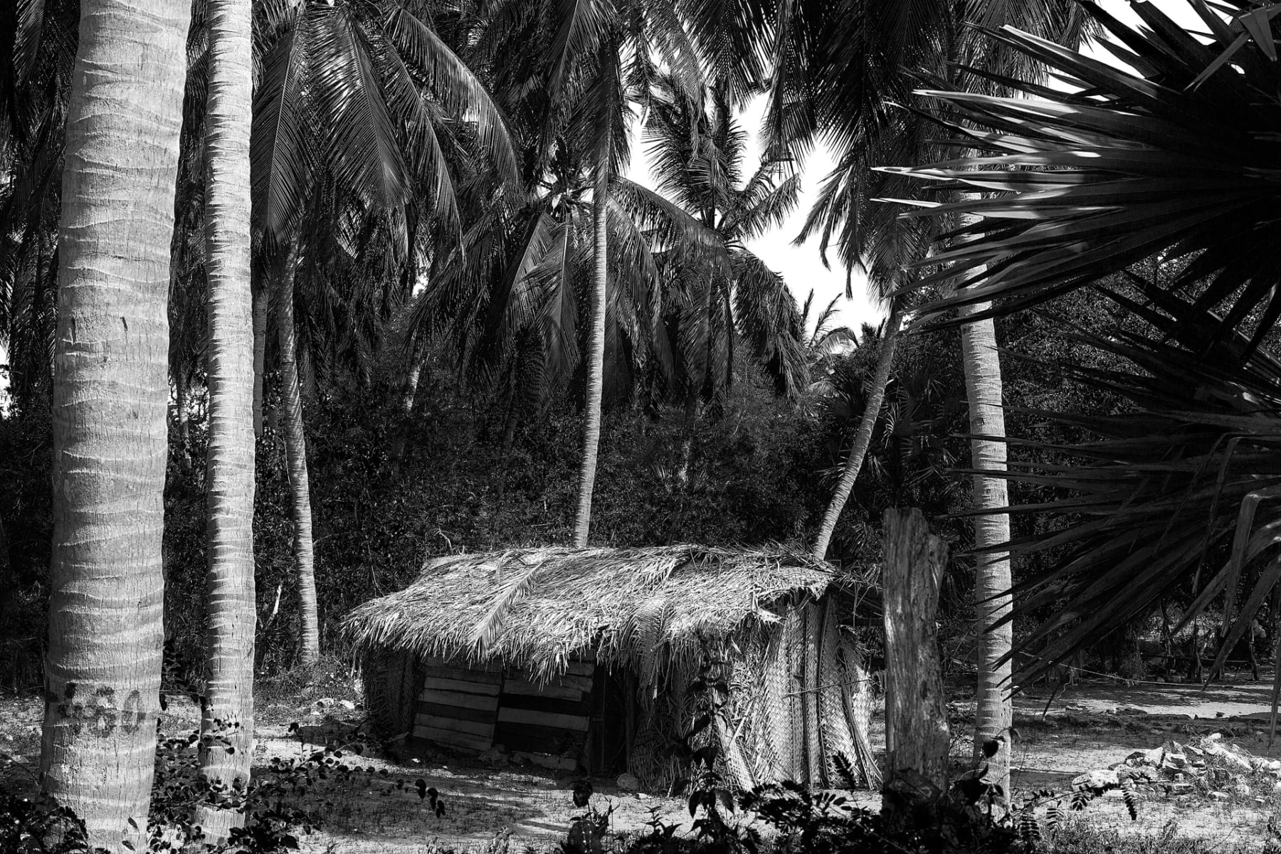 Tavish Gunasena, Coconut roof shack, 2016