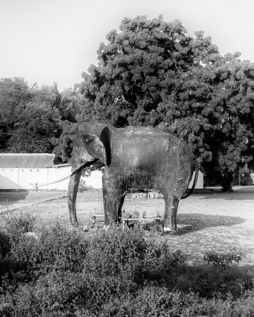Tavish Gunasena, An elephant float , 2023