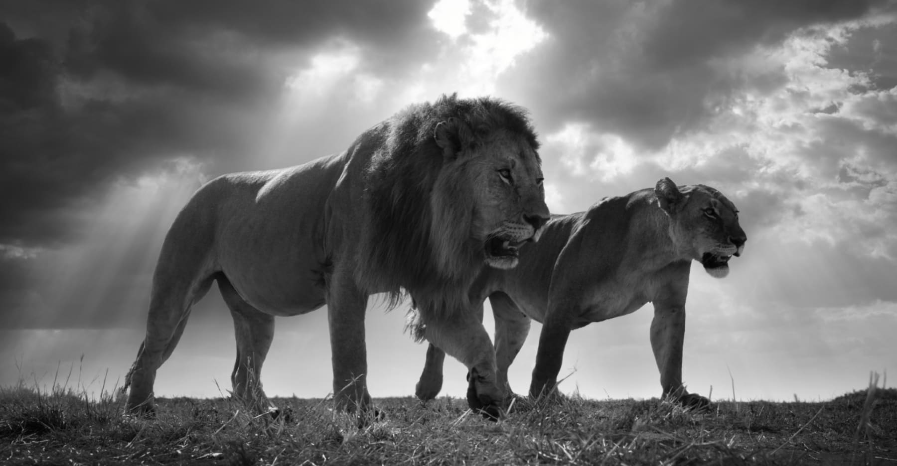 Bjorn Persson, King and the Queen