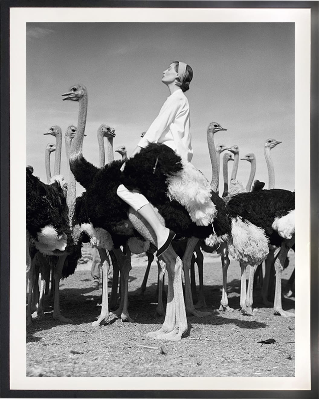 Norman Parkinson, Wenda and Ostriches, 1951